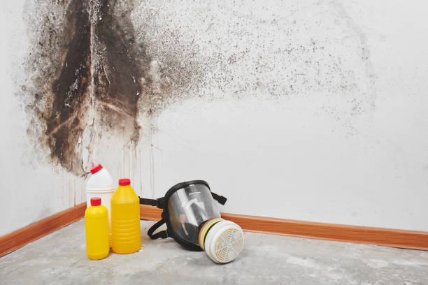 Best Mold Removal Near Me  in Iron Mountain, MI