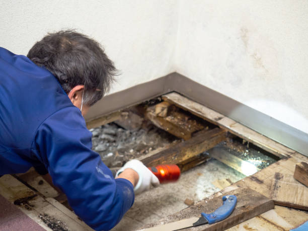 Best Best Mold Removal Companies  in Iron Mountain, MI