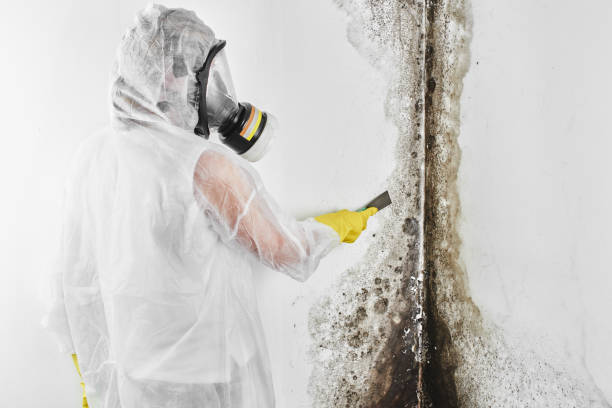 Best Mold Remediation  in Iron Mountain, MI