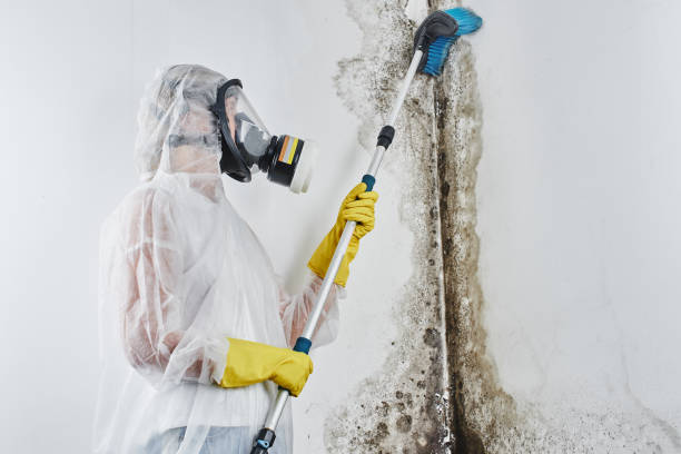 Best Office Mold Removal Services  in Iron Mountain, MI