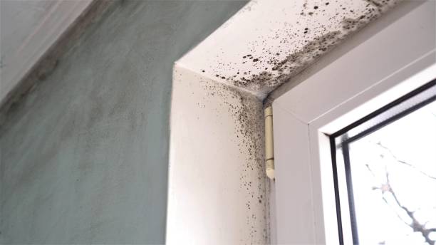 Best Attic Mold Removal  in Iron Mountain, MI