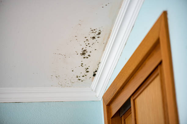 Best Certified Mold Removal  in Iron Mountain, MI