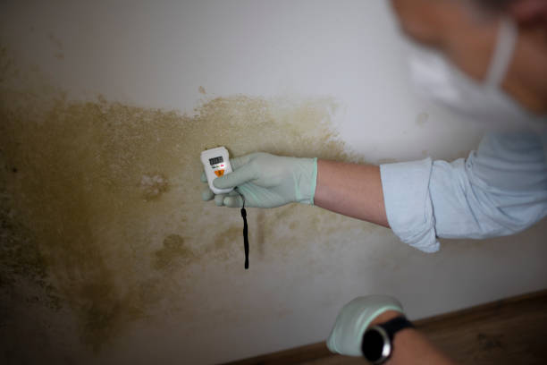 Best Same-Day Mold Removal  in Iron Mountain, MI