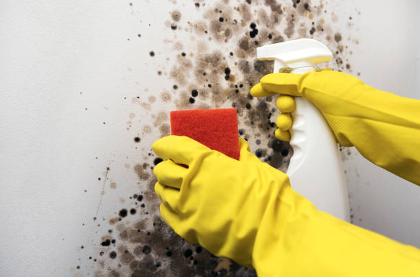Best Mold Removal Near Me  in Iron Mountain, MI