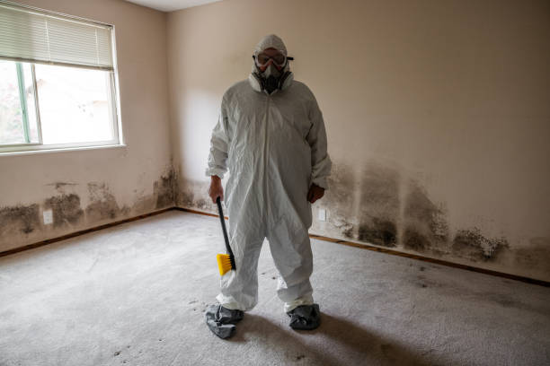 Best Same-Day Mold Removal  in Iron Mountain, MI