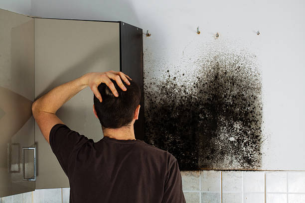 Professional Mold Removal in Iron Mountain, MI